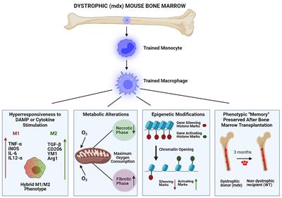 Trained immunity as a potential target for therapeutic immunomodulation in Duchenne muscular dystrophy